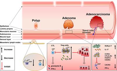 Immune Microenvironment: New Insight for Familial Adenomatous Polyposis